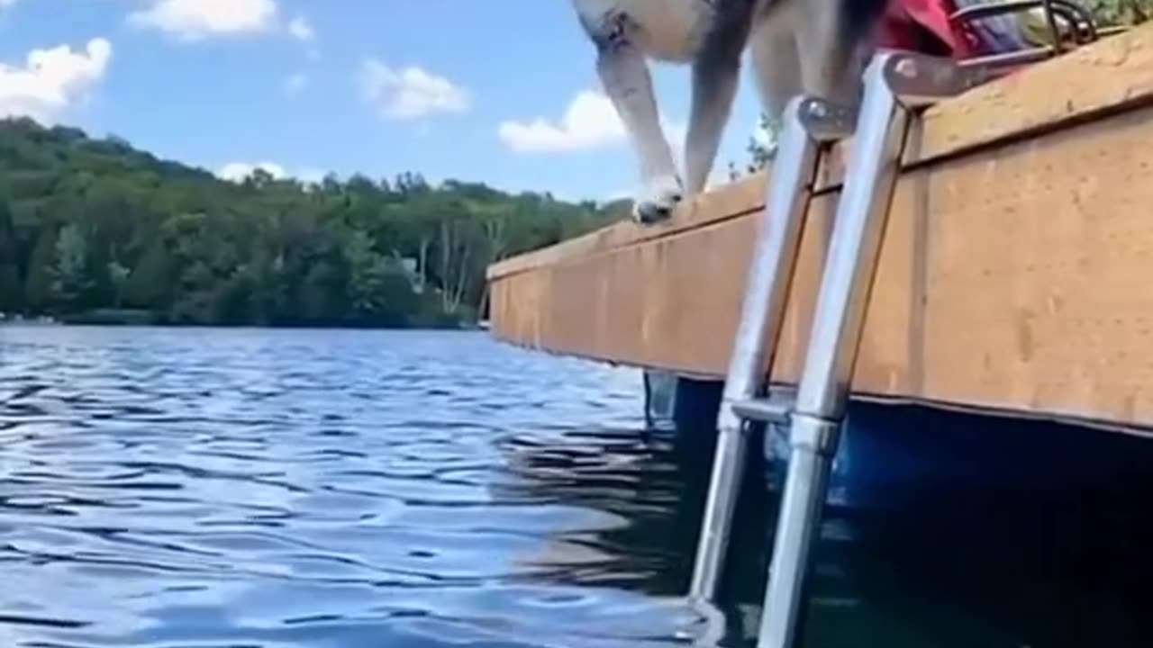 Funny Dog Falls In Water