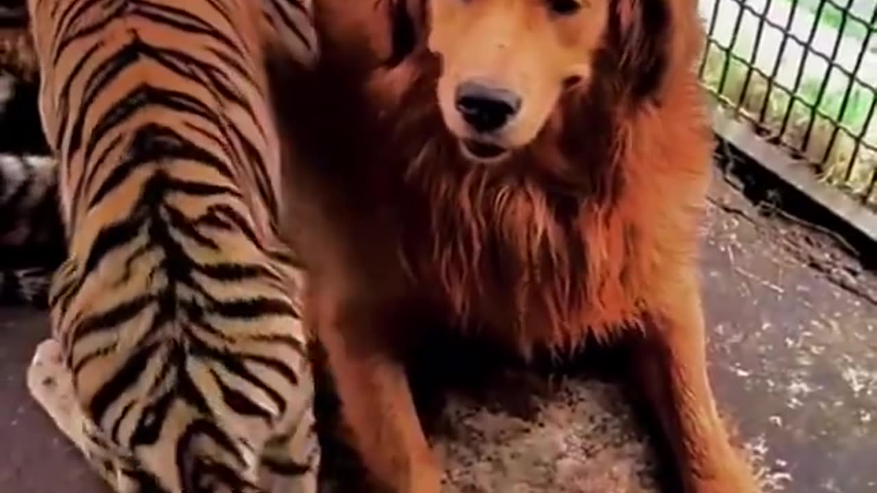 Dog becomes surrogate to Tiger?!