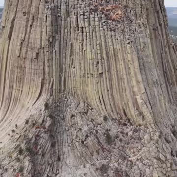 Przedpotopowe gigantyczne krzemowe drzewa. Widok z bliska wątpliwości rozwiewa.