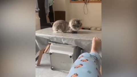Funny Animal Videos 2023 and Funniest Cats