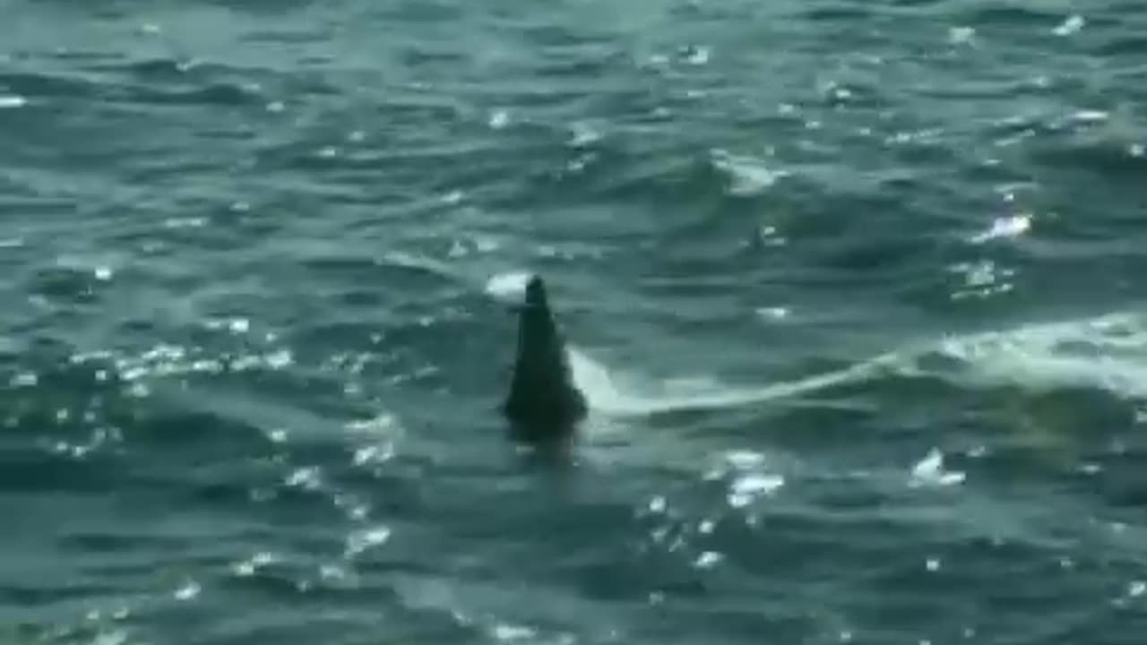 Killer Whales vs Sea Lions | Attenborough: Trials of Life | BBC Earth