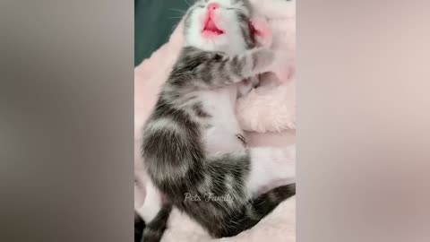 Funny animal videos