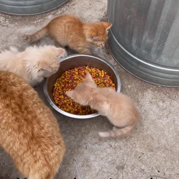 Don't touch my food 😺