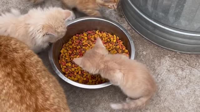 Don't touch my food 😺