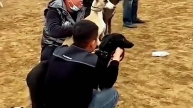 This is a dog race and something amazing happened in a dog race