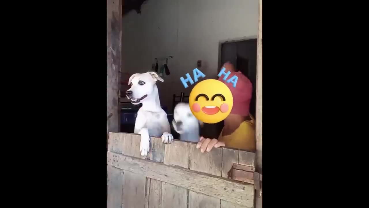 New Funny Animals 😂 Funniest Cats and Dogs Videos 😺🐶