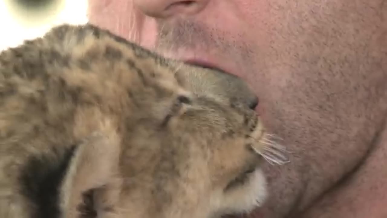 Baby Lion Kisses