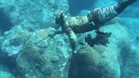 Professional Hand Spearfishing in Hawaii!