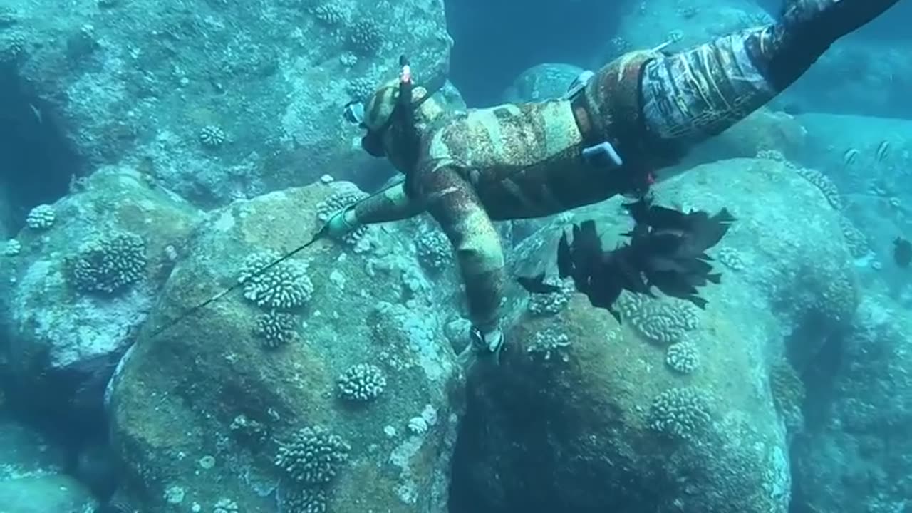 Professional Hand Spearfishing in Hawaii!