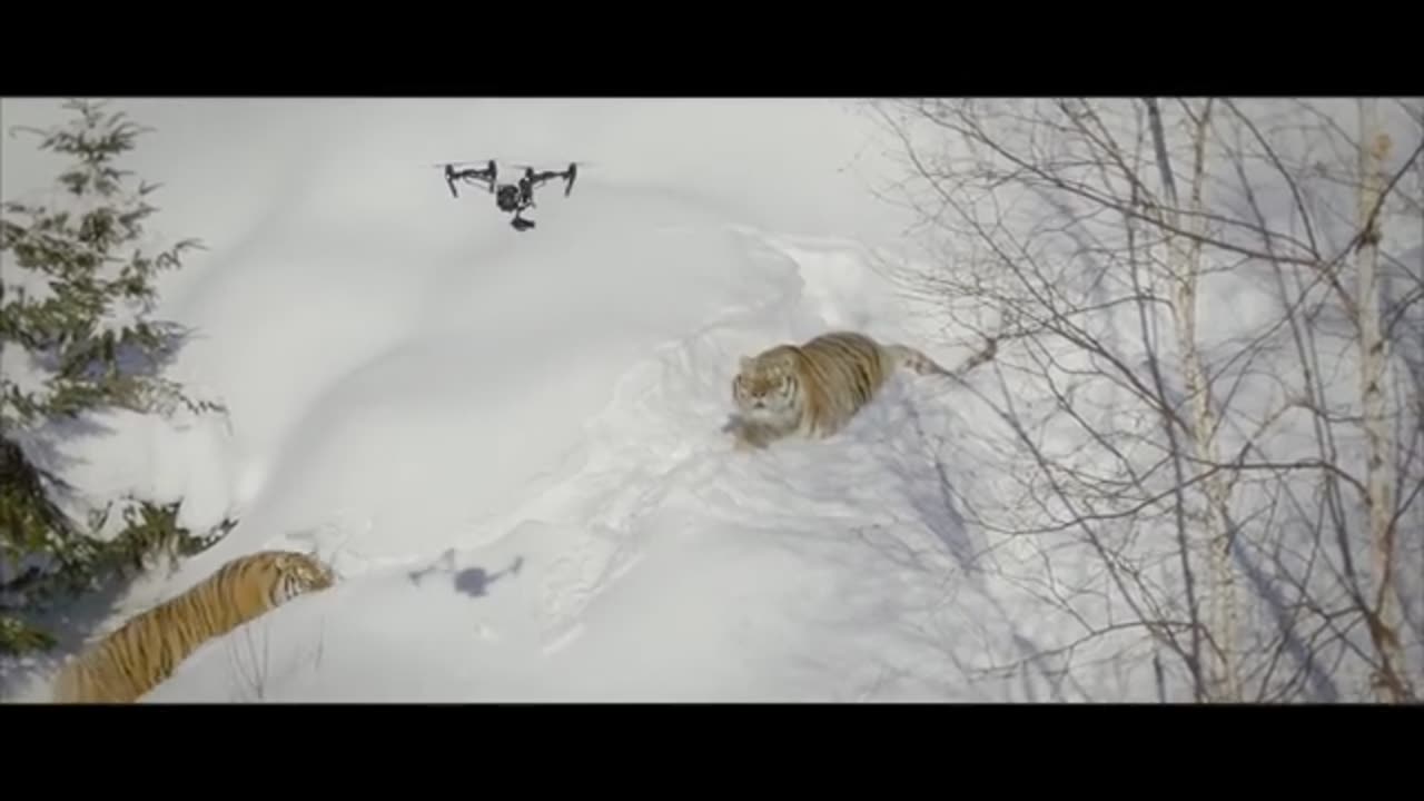 Drone & Tigers - drone montreal