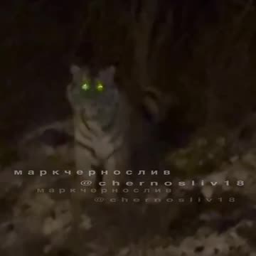 Land of bears and tigers