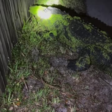 Alligator Breeding Season. Lake Placid Florida