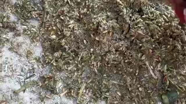 More evidence that they are messing with store-bought chicken feed folks.