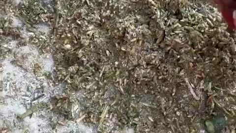 More evidence that they are messing with store-bought chicken feed folks.