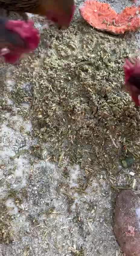 More evidence that they are messing with store-bought chicken feed folks.