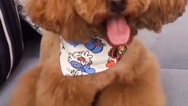 # when the dog learned tofuAfter the use of # of pet