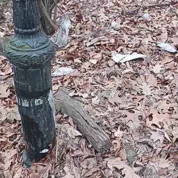Squirrel kissena park