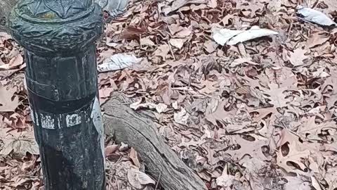 Squirrel kissena park