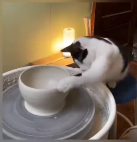 Cat did it better than Demi Moore 🤣🤣