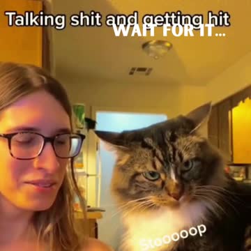 The Cat Smacked The Sh*t Our Of Her - Try Not To Laugh