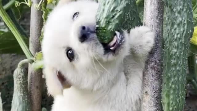 cucumber-loving puppy