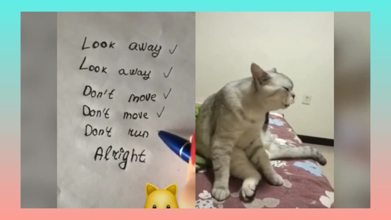 Cats talking !! these cats can speak english better than hooman