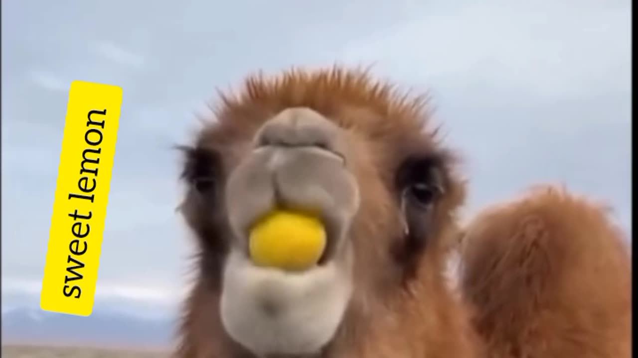 Funny camel eating lemon