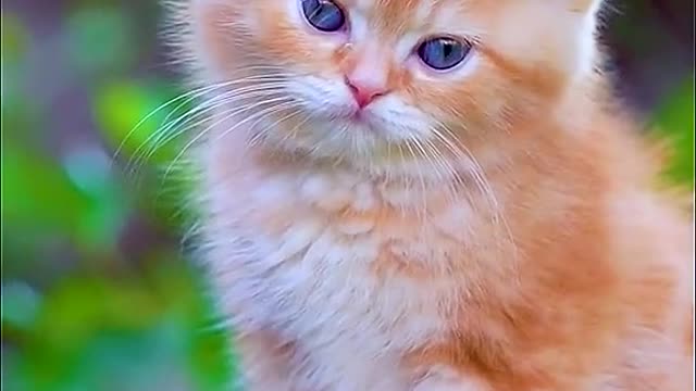 Orange can turn out to be so lovely cat # # of pet cats