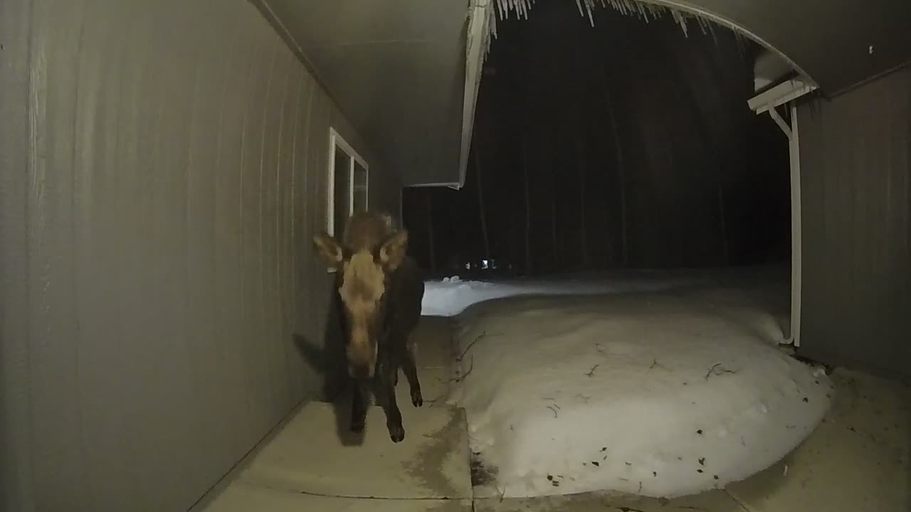 Moose Has A Taste Of Doorbell