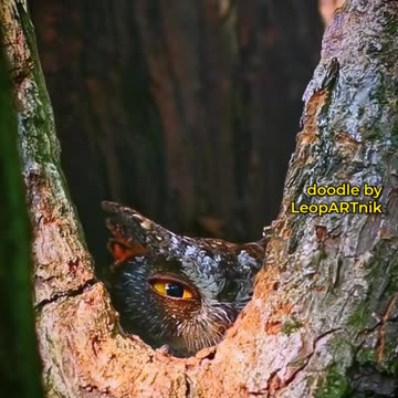 Nature's Palette: Painting Stunning Birds