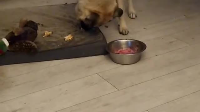 eris attempting to bury her food with the