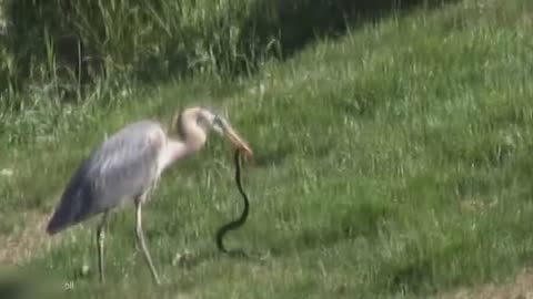 Pelican Destroys Snake Mercilessly