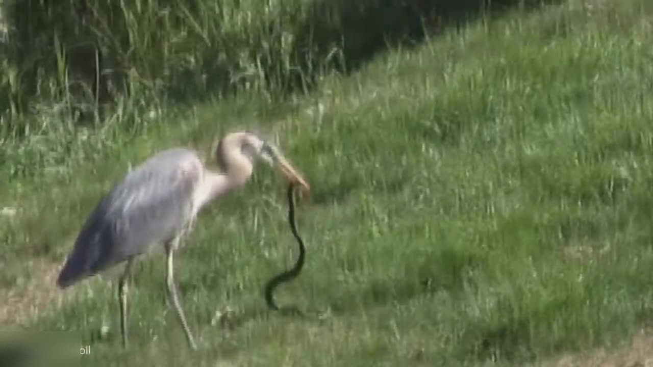 Pelican Destroys Snake Mercilessly