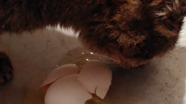 Fred egg