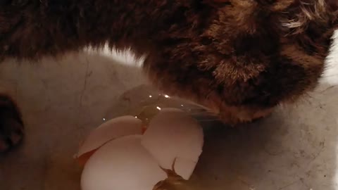 Fred egg