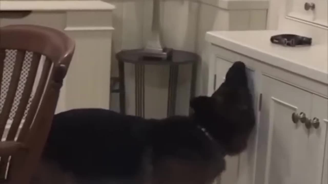 Funniest Cats and Dogs Funny Animal Videos
