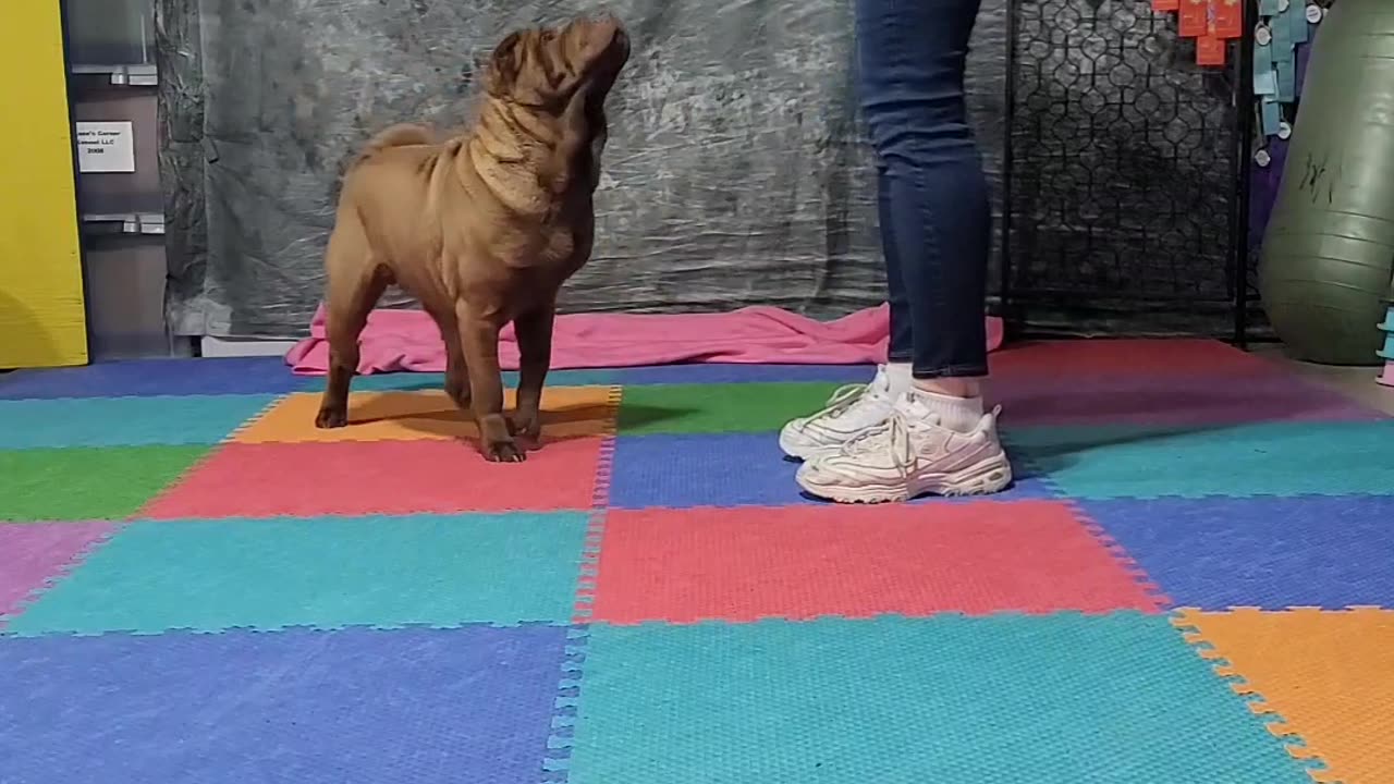 Aurora Spell-it "Puppy Love" Feb 2023