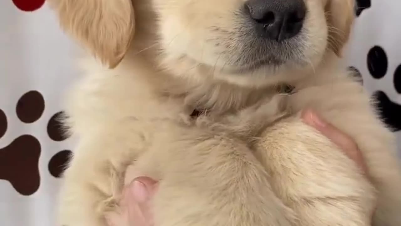 Fluffy Puppy says Hello!