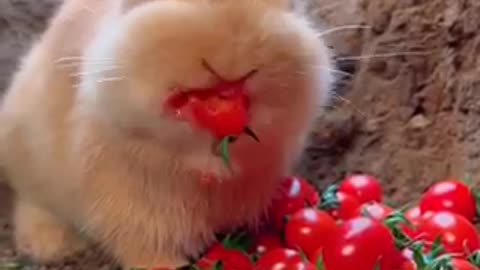 Wonderful rabbit feeding. Animal world #Animals