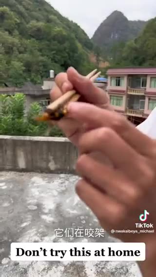 Comendo tanajura bahiana se deu mal kkkkk