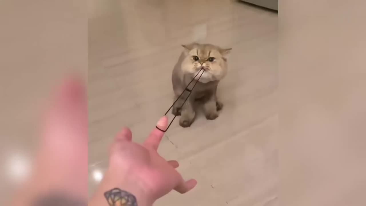 Meow Meow Cats