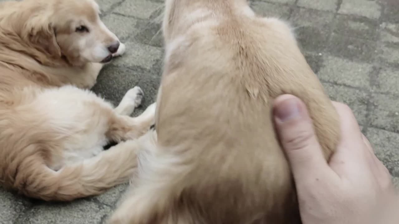 two cute dogs