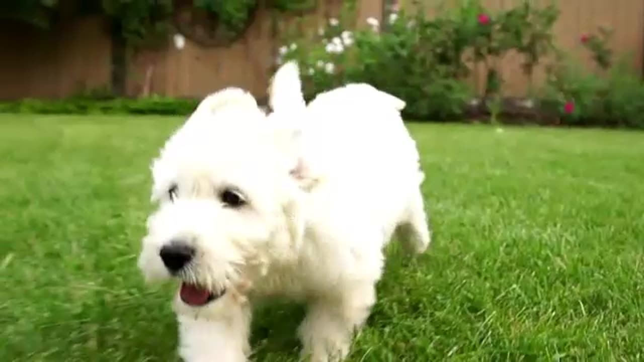 Cutest funny dog playing