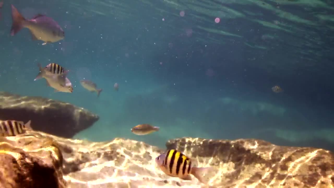 Reef with fish swimming