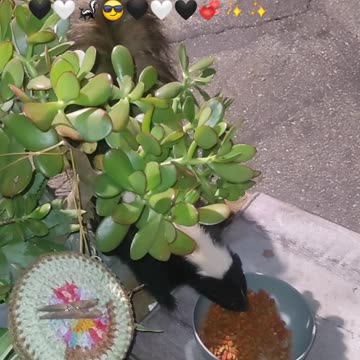 😏🇺🇸🦅💯💞✨ 💞✨ HAPPY MAY 2⃣0⃣2⃣4⃣ EVERYB❤DY...& here's 🦨🏁CHARLIE the #SKUNK for YA! 🦨🏁🤍🖤 🤍