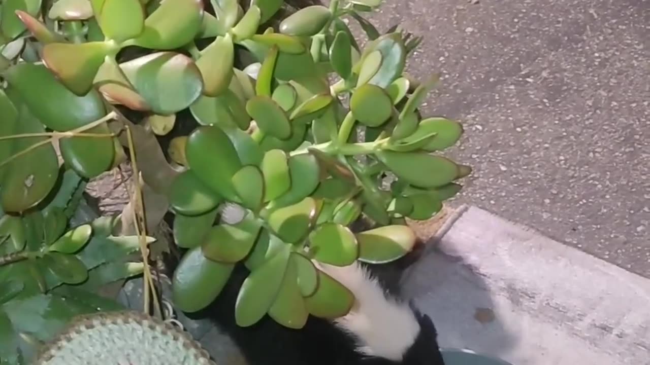 😏🇺🇸🦅💯💞✨ 💞✨ HAPPY MAY 2⃣0⃣2⃣4⃣ EVERYB❤DY...& here's 🦨🏁CHARLIE the #SKUNK for YA! 🦨🏁🤍🖤 🤍