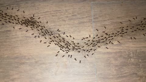 Busy Ants Form Black Line in Traveller's Room