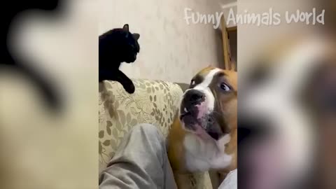 Funniest Dogs And Cats Videos 😃 - Best Funny Animal Videos 2022 😇 #10