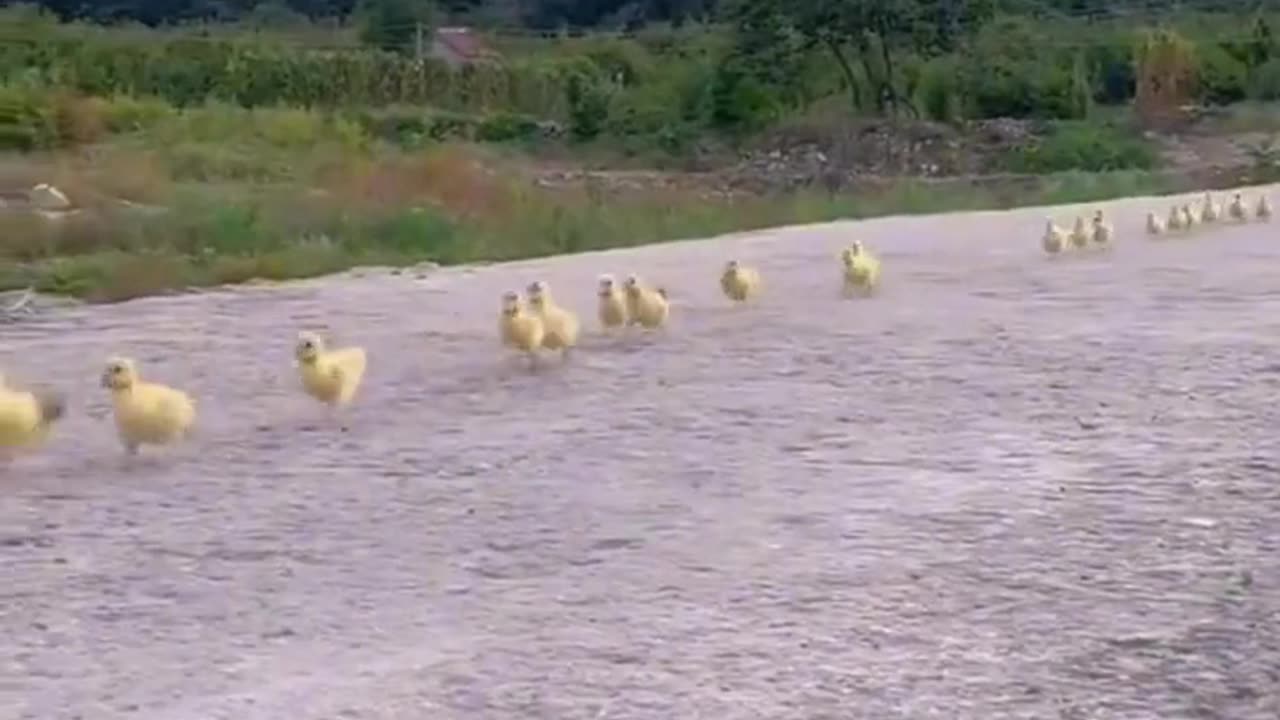 duck chasing dog