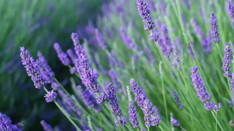 Lavender Flowers.